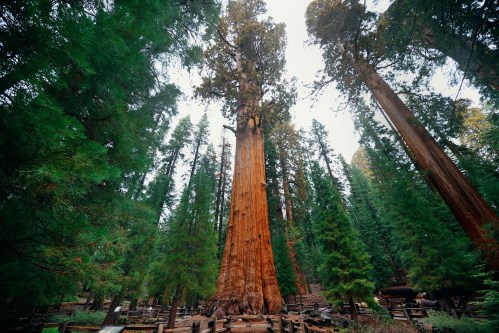 A towering sequoia tree surrounded by lush green forest, reaching high into the sky.