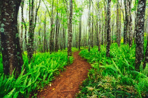 A serene forest path winding through tall trees and lush green ferns, shrouded in mist.