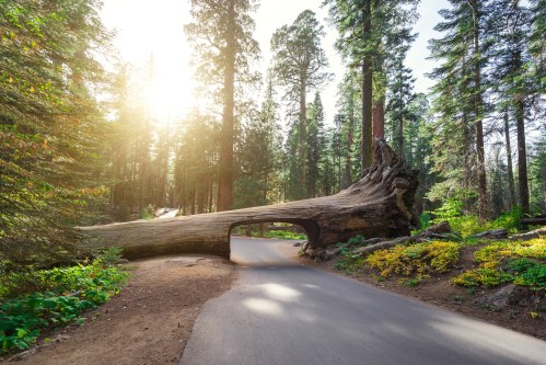 A large fallen tree creates a natural arch over a winding road, surrounded by tall trees and sunlight filtering through.