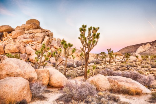 A desert landscape featuring large boulders, Joshua trees, and a colorful sky at dusk.