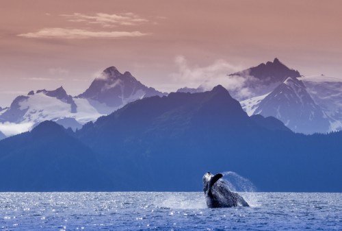 A whale breaches the water against a backdrop of majestic mountains and a colorful sky at sunset.