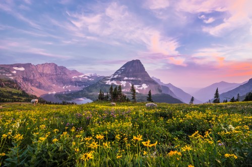 A vibrant mountain landscape at sunset, featuring colorful wildflowers in the foreground and majestic peaks in the background.