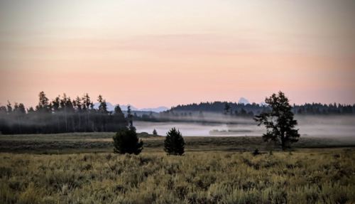 A serene landscape at dawn, featuring misty fields, distant mountains, and silhouetted trees against a pastel sky.