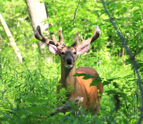 A deer with antlers stands among lush green foliage, looking curiously at the camera in a forested area.
