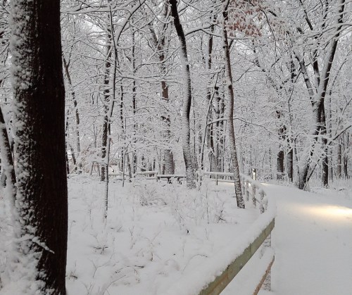 A snowy forest path lined with trees, creating a serene winter landscape.