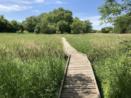 A wooden boardwalk winds through tall grass and greenery under a clear blue sky.