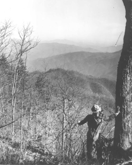 A person stands on a mountain ridge, gazing at distant hills and valleys, surrounded by bare trees.