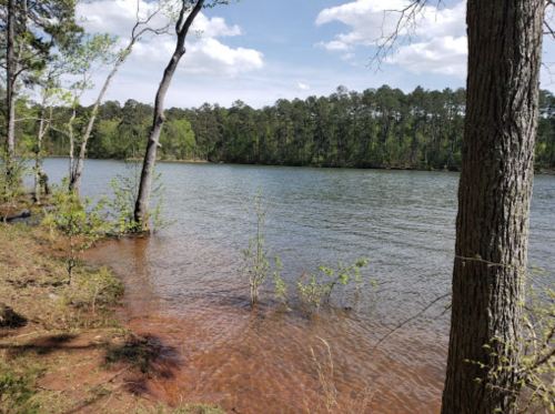 A serene lake surrounded by trees under a clear blue sky, with gentle waves lapping at the shore.
