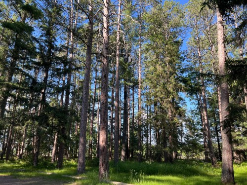 A dense forest with tall pine trees and lush green undergrowth under a clear blue sky.