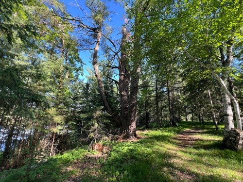 A sunlit forest path surrounded by tall trees and lush greenery, leading towards a serene lakeside.