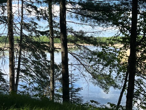 A serene view of a river framed by tall trees and lush greenery under a clear blue sky.