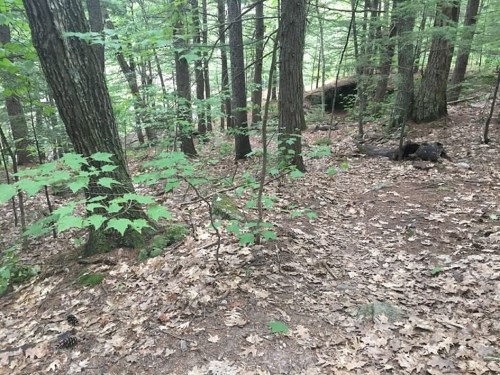 A forest scene with tall trees, green leaves, and a carpet of fallen leaves on the ground.