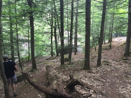 A person walks along a wooded trail with tall trees and a fallen log, near a rocky area by a stream.