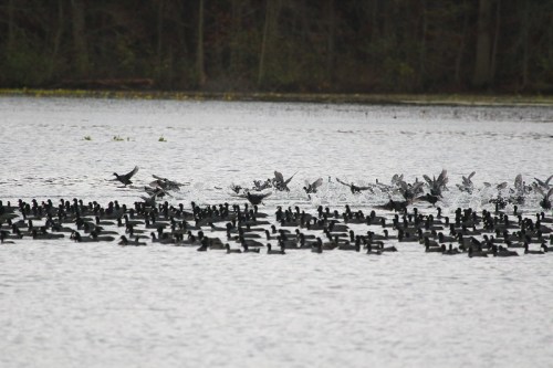 A flock of birds takes flight over a lake, with many more resting on the water's surface.
