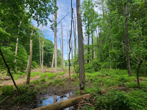 Lush green forest with tall trees, some dead, and a small pond reflecting the sky amidst dense foliage.