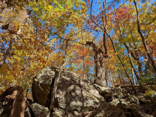 A vibrant forest scene with colorful autumn leaves, large rocks, and a clear blue sky above.