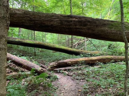 A serene forest scene with fallen logs across a dirt path, surrounded by lush green foliage and trees.