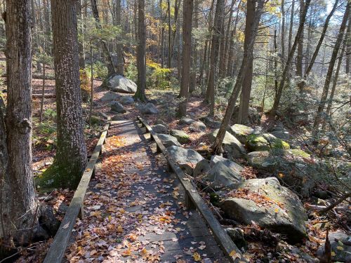 A wooden path through a forest, surrounded by trees and scattered rocks, with autumn leaves on the ground.