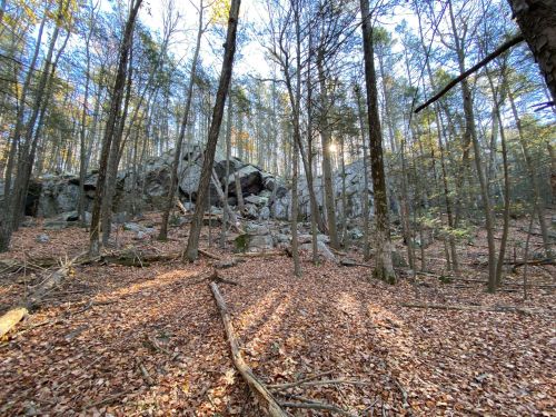 A serene forest scene with tall trees, scattered leaves, and a rocky outcrop in the background. Sunlight filters through.