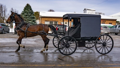 A horse-drawn buggy travels down a snowy street, with parked cars and a building in the background.