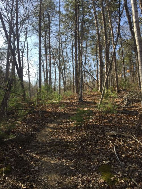 A winding dirt path through a wooded area with trees and scattered leaves under a clear blue sky.