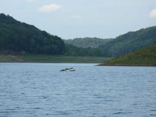 A serene lake surrounded by green hills under a clear sky, with a few logs floating on the water's surface.