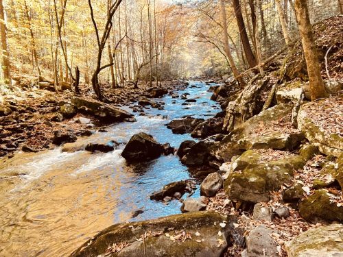 A serene stream flows through a forest with autumn foliage, surrounded by rocks and trees.