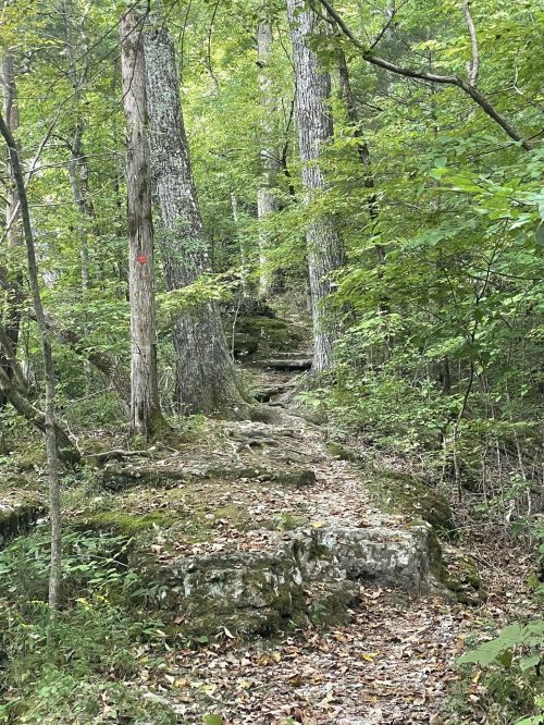 A narrow trail winds through a lush green forest, flanked by tall trees and rocky terrain.