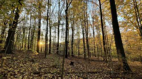 A serene forest scene with tall trees and golden autumn leaves, illuminated by the soft glow of the setting sun.