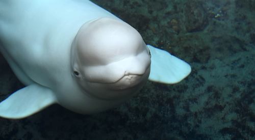 A close-up of a beluga whale swimming underwater, showcasing its distinctive rounded forehead and white skin.