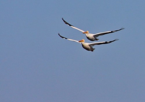 Two pelicans flying gracefully against a clear blue sky.