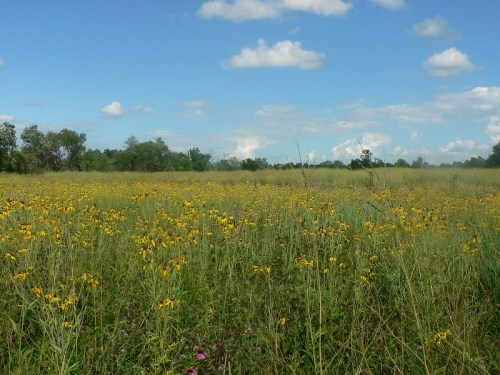 A vibrant field of yellow wildflowers under a blue sky with fluffy clouds and green trees in the background.