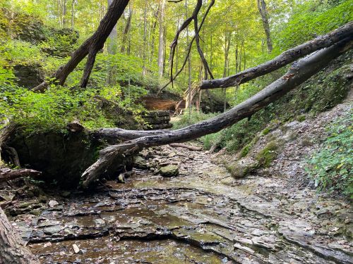 A serene forest scene with a rocky creek bed, fallen trees, and lush greenery under a canopy of trees.