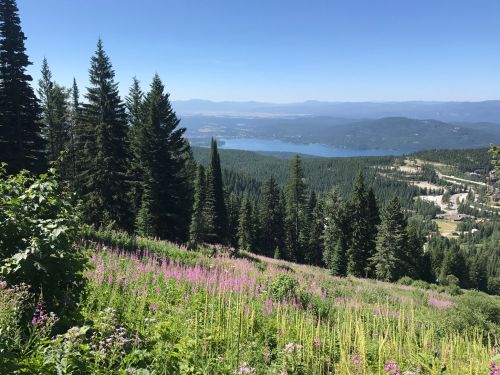 A scenic view of a lake surrounded by mountains, with vibrant wildflowers and tall pine trees in the foreground.