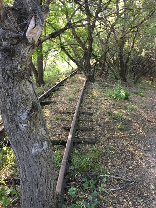 Overgrown railway tracks winding through a dense, green forest with trees and foliage surrounding the path.