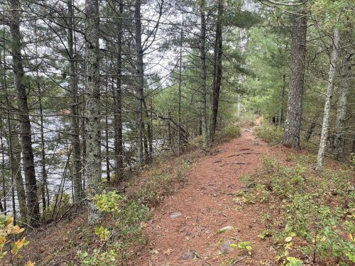 A narrow dirt path winds through a forest of tall trees beside a calm lake.