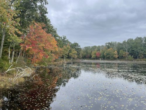A serene lake surrounded by trees with autumn foliage, reflecting a cloudy sky.