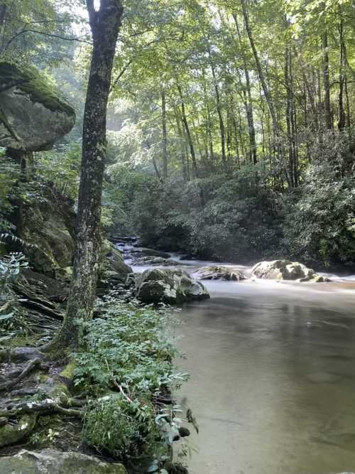 A serene river flows through a lush, green forest, surrounded by rocks and trees under soft sunlight.