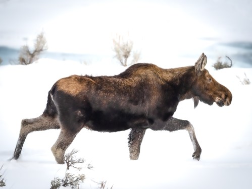 A moose walking through deep snow in a winter landscape, surrounded by sparse vegetation.