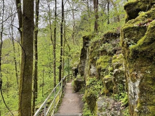 A winding path through lush green trees and moss-covered rocks in a serene forest setting.