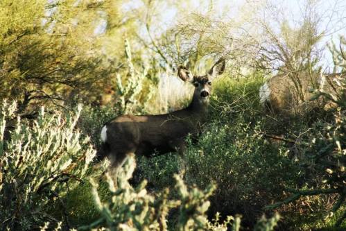 A deer stands among green shrubs and cacti in a sunlit desert landscape.