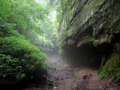A misty forest scene with lush greenery and rocky cliffs, creating a serene, natural atmosphere.