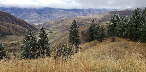 A scenic view of mountains and valleys, with evergreen trees and tall grass, under a cloudy sky.