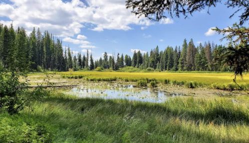 A serene landscape featuring a grassy field, a calm pond, and tall trees under a blue sky with fluffy clouds.