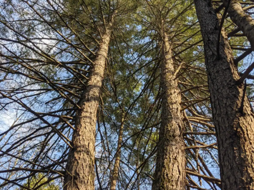 Looking up at tall trees with textured bark and branches against a blue sky.