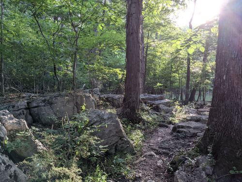 A sunlit forest path surrounded by trees and rocky terrain, with lush greenery and soft sunlight filtering through.