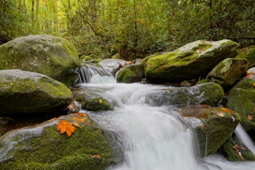A serene stream flows over moss-covered rocks, surrounded by lush greenery and autumn leaves.