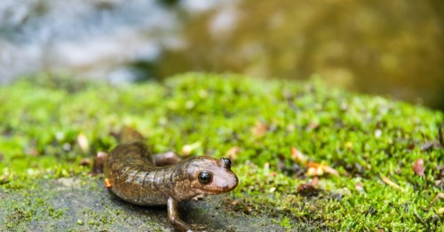 A salamander on a mossy rock near a stream, showcasing its smooth skin and curious expression.