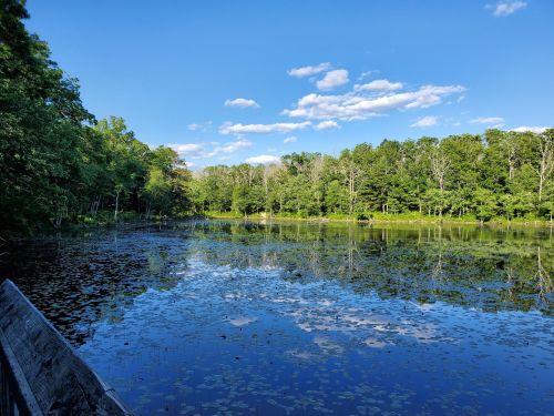 A serene lake surrounded by lush green trees under a clear blue sky, with reflections on the water's surface.