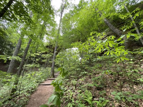 A wooded path leads through lush green trees and foliage, with a hint of a waterfall in the background.